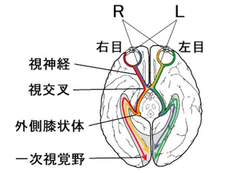 視交叉城郭|視交叉上核と睡眠の関係